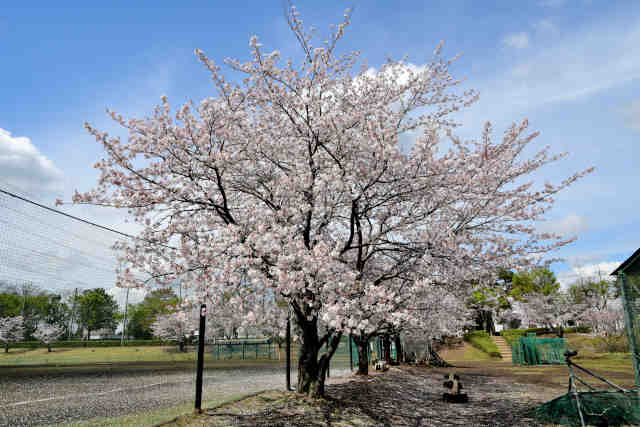 ���������O��