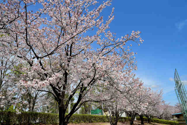 ���������o�b�N�l�b�g��