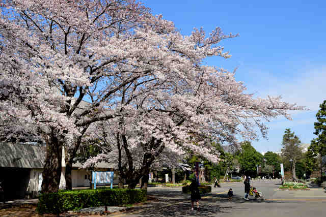 Όʂ菼