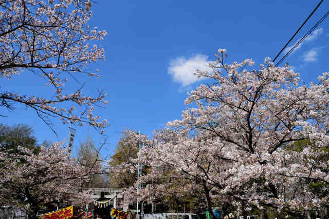 金村別雷神社の桜