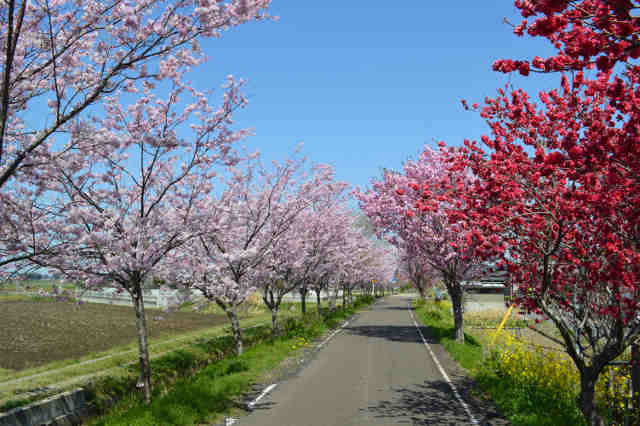 りんりんロード上大島の桜