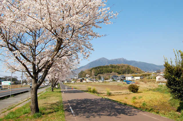 りんりんロード沿いの桜