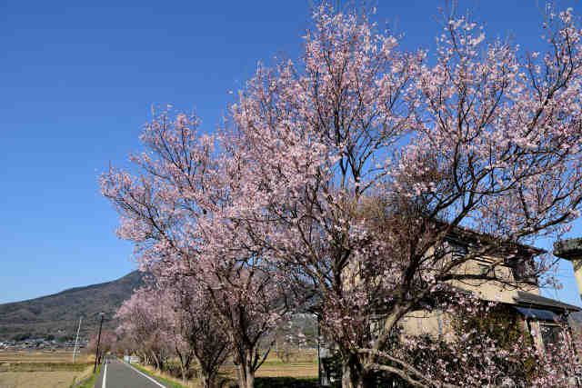 りんりんロード北条付近の桜