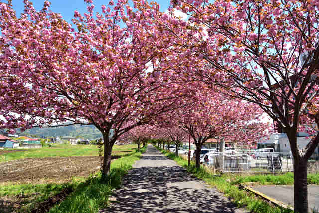 りんりんロード北条八重桜