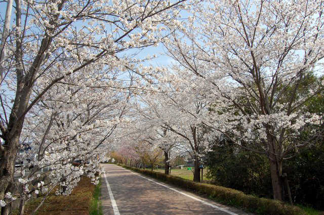 りんりんロード筑波山口付近の桜
