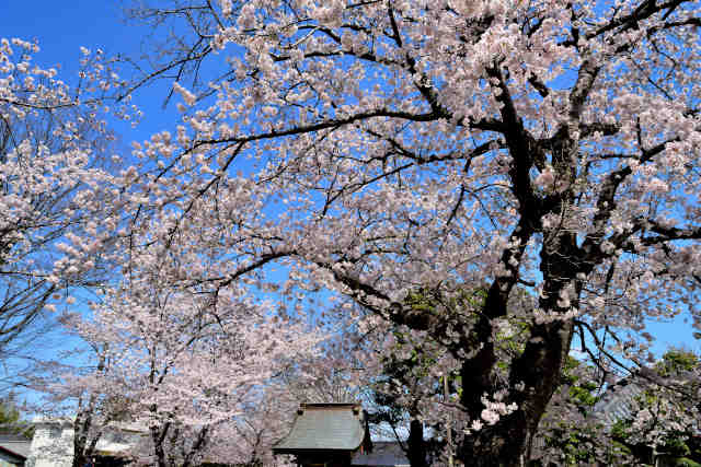 栄神明神社桜