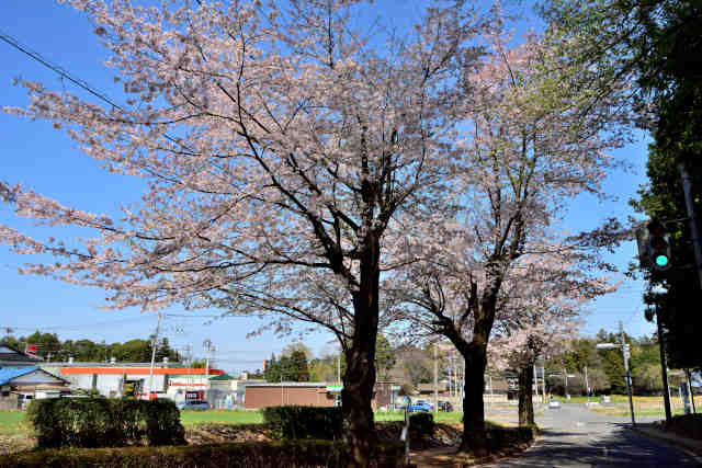 桜が丘入口桜並木
