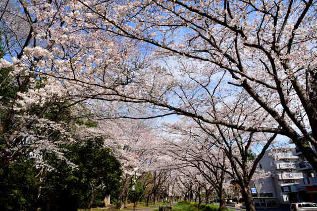 桜の広場並木