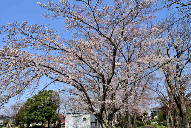 桜ニュータウン中央公園桜