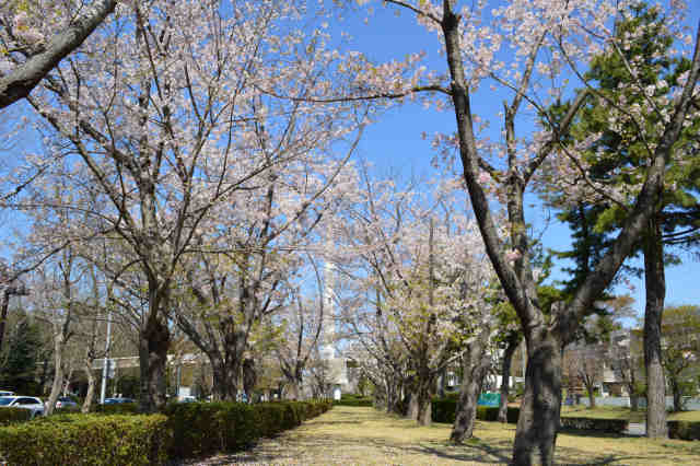 学園東大通り・大角豆緑地の桜