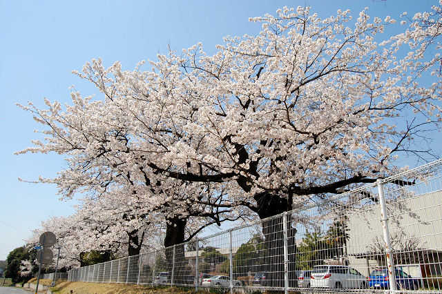 島名小学校桜