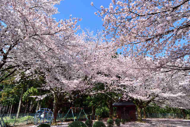 島名鹿島神社桜