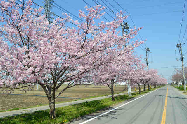 旧県道下館筑波線桜