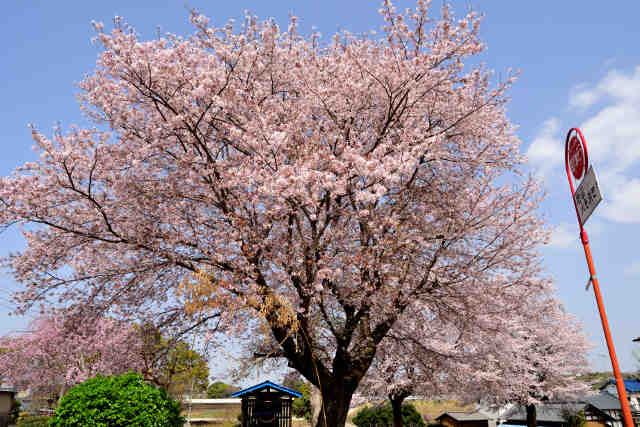 平鹿島神社桜