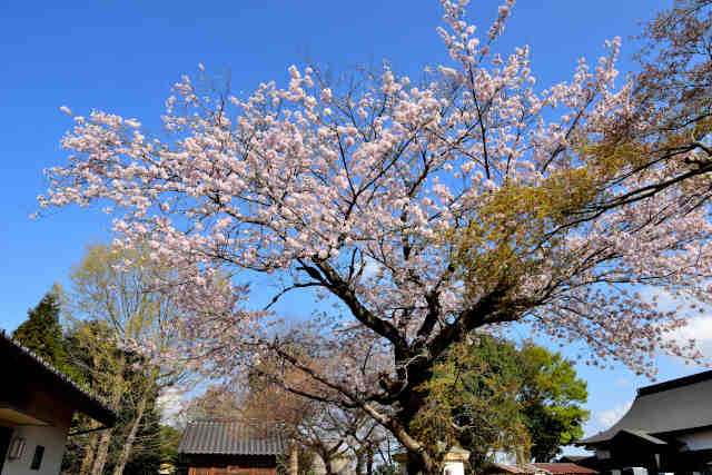 太神社桜