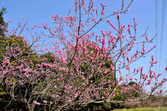 高崎自然の森早咲桜