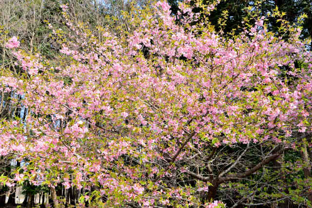 高崎自然の森早桜