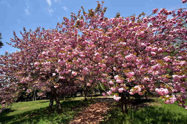 高崎自然の森八重桜