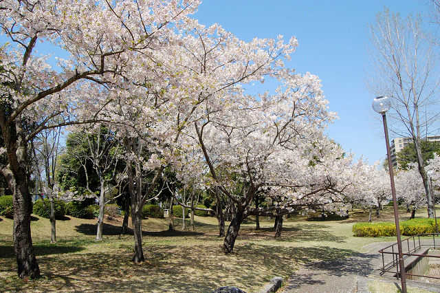 竹園東公園桜