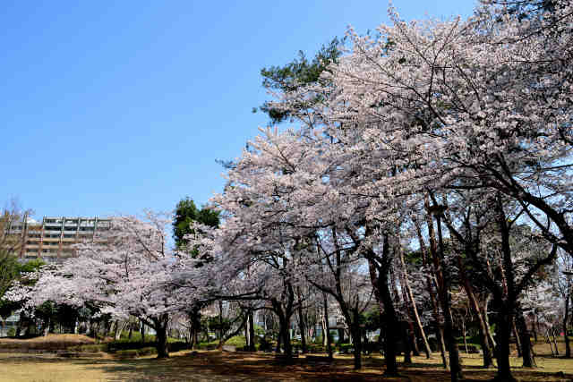 竹園西公園桜