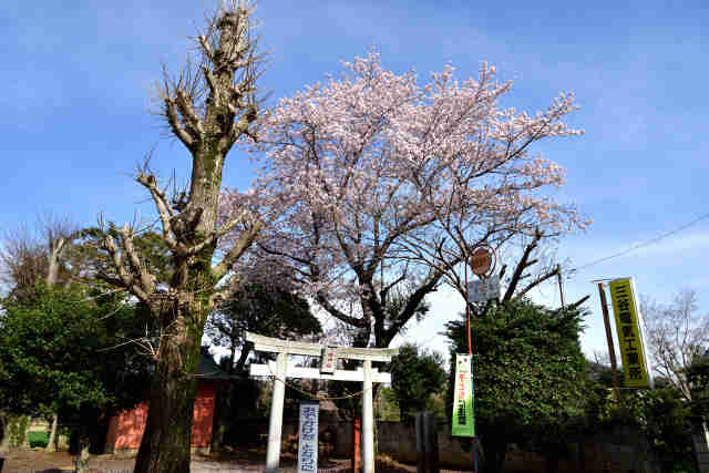 田倉八幡神社桜