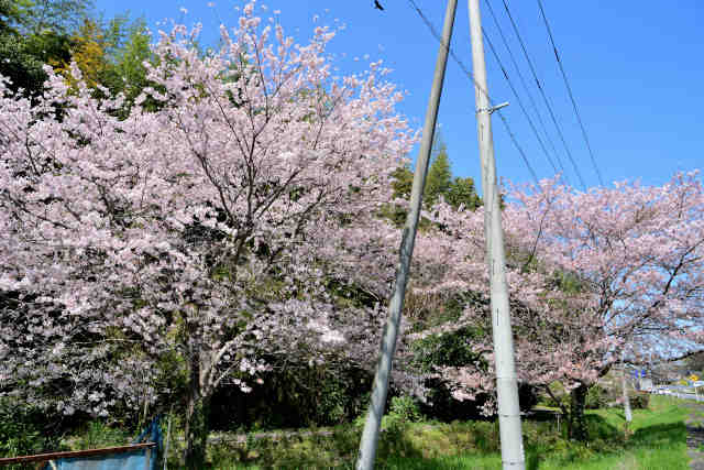 田水山桜