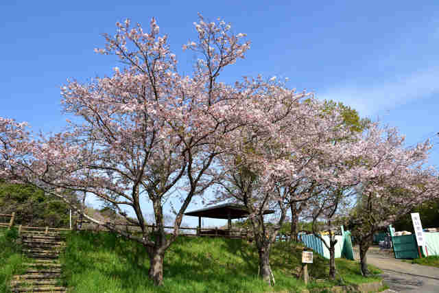 寺池桜