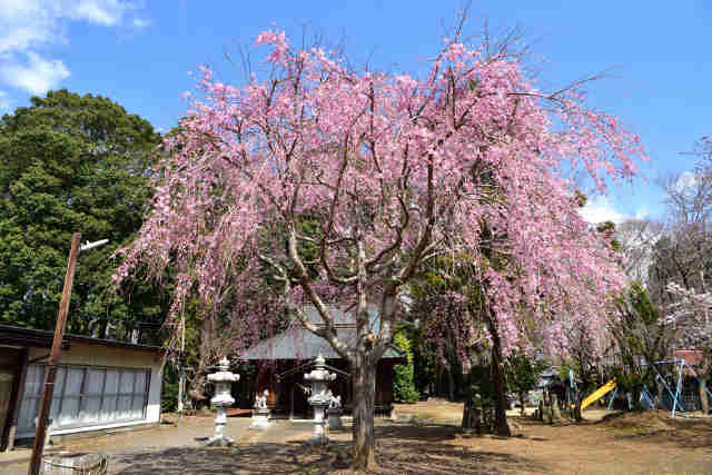 遠東稲荷神社桜