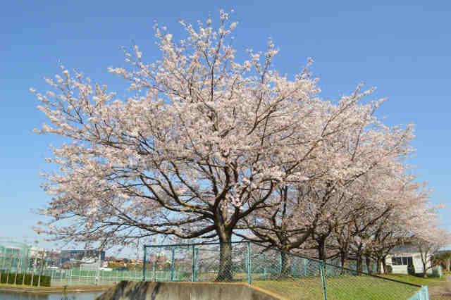 東光台運動公園桜