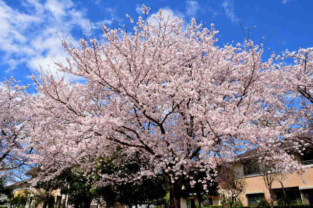 豊里の杜桜