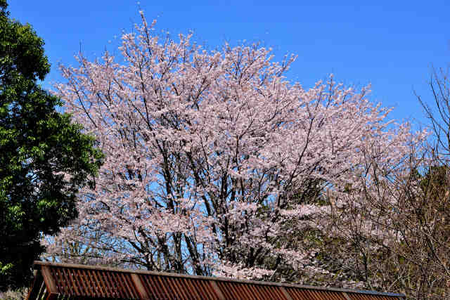 テクノパーク桜桜