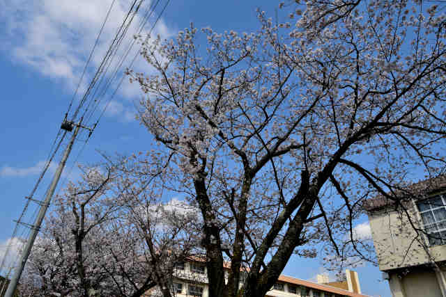 �}�g�����w�Z��