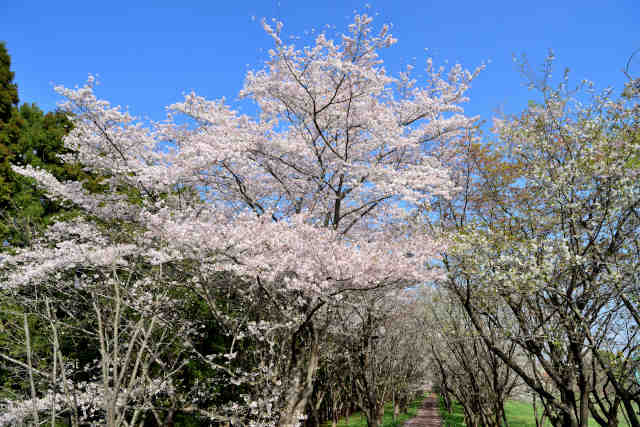 虹の広場桜