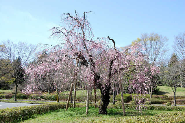 筑波大学本部前のしだれ桜