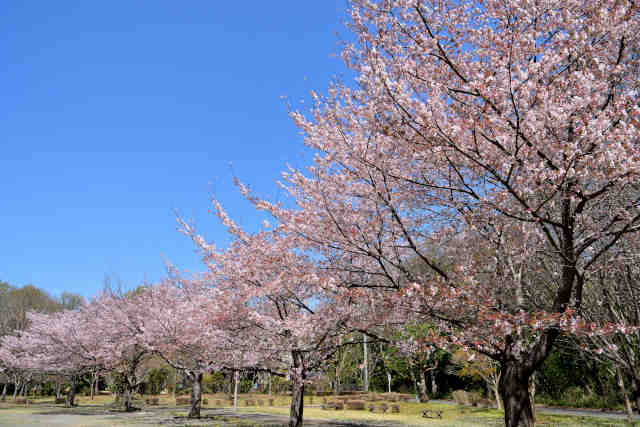和台公園桜