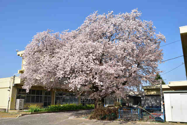 谷田部小学校桜