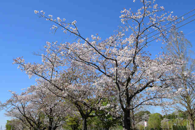 �J�c�����ړI�L���