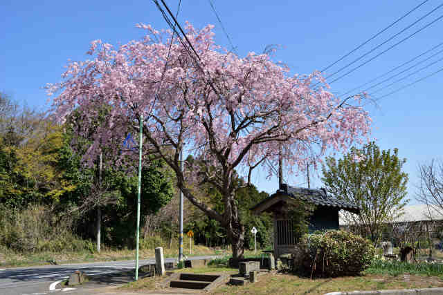 Jcn