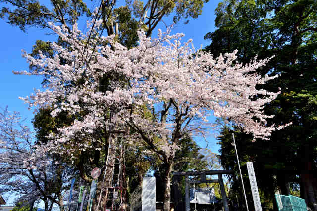 吉沼八幡神社桜