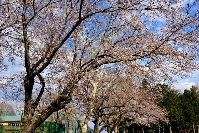 豊里ゆかりの森桜