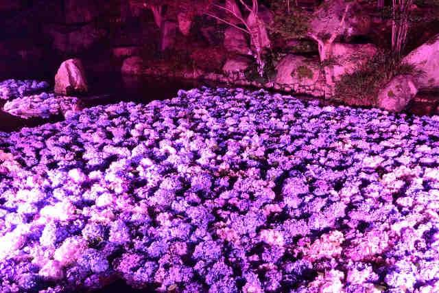 雨引観音紫陽花池