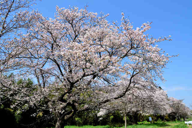 青木堰桜