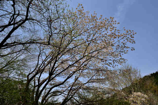 筑波高原キャンプ場入口桜