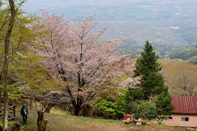 筑波高原キャンプ場桜