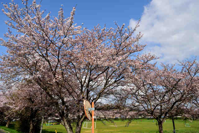 東岩瀬調整池桜