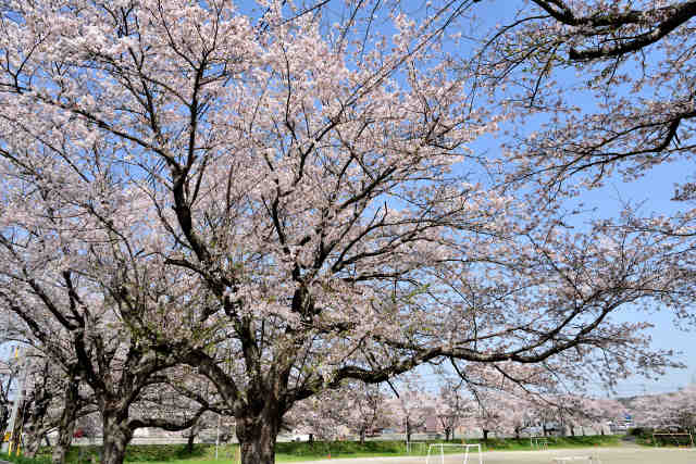 西岩瀬調整池桜