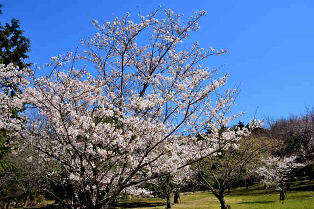 花の入公園桜