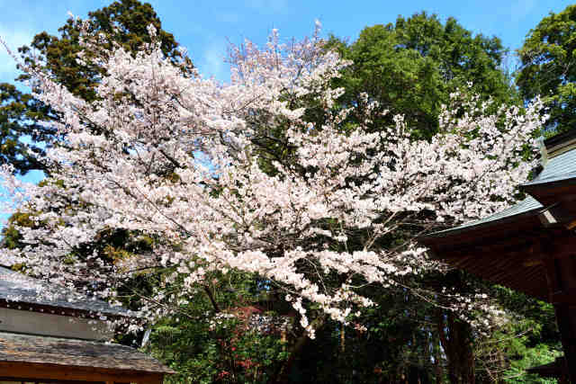 磯部稲村神社拝殿桜