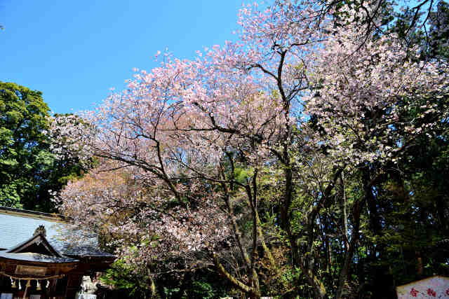 磯部稲村神社桜
