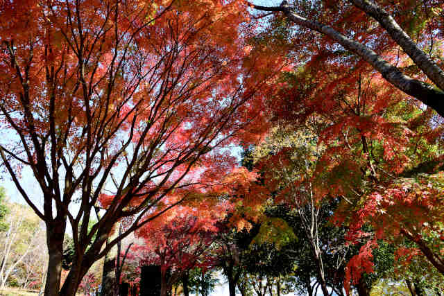 磯部桜川公園紅葉